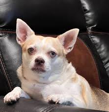 merle chihuahua passes away suddenly