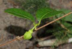 Image result for Chamaeclitandra henriquesiana
