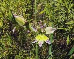 Image result for Gladiolus trichonemifolius
