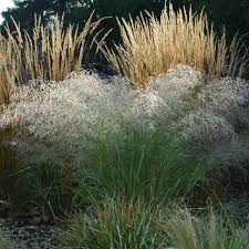 Image result for Eragrostis membranacea