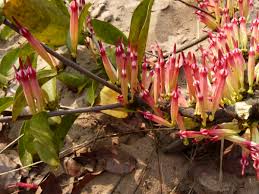 Image result for Agelanthus