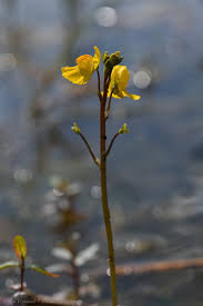 Image result for Utricularia arenaria