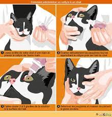 Sa concentration en éléments dissous est comparable à celle des principaux liquides biologiques présents dans l'orga. Comment Nettoyer Les Yeux D Un Chat Conseil Veto Illustre Catedog