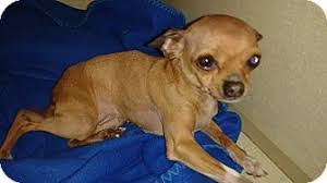 Dhs also offers a trial adoption period of one or more weeks in which the pet can be returned for any reason. Dallas Tx Chihuahua Mix Meet Lulla Belle A Dog For Adoption Chihuahua Cute Chihuahua East Lake