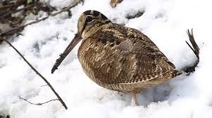 Quebec S Outfitters Woodcock Hunting Hunt This Migratory Bird Using Firearm In Quebec S Forests