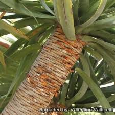 Image result for Dracaenaceae