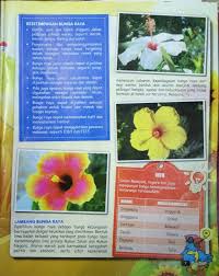 Bunga raya bunga kebangsaan malaysia. Aktiviti Jom Baca Pd Taman Mas Merah Zon 7 Melaka Facebook