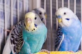 Guide To Breeding Parakeets Lovetoknow