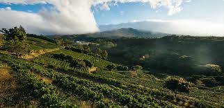 Check spelling or type a new query. A Message From Svp Of Global Coffee Tea And Cocoa On 2030 Coffee Sustainability Goals Starbucks Stories