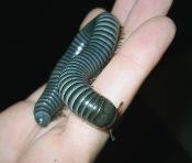 Black And Yellow Centipede Philippines Buy Live Millipede Pet Largest Selection Online Sales Millipede Bugs Bugs And Insects