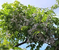 Melia Azederach Chinaberry Tree Annies Annuals With Images Garden Shrubs Perennial Plants Garden