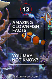 13 Amazing Clownfish Facts You May Not Know In 2020 Clown Fish Saltwater Aquarium Beginner Saltwater Aquarium Fish