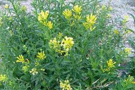 Image result for Cestrum parqui