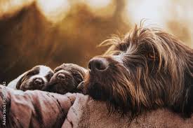 Image result for griffon korthalsův