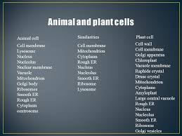 Check spelling or type a new query. Cells By Angelique Ppt Video Online Download