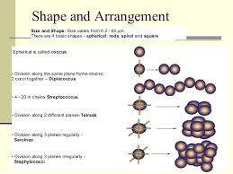 Morphological classification of bacteria morphologically, bacteria possess four main forms some species of staphylococci cause diseases in man and animals sarcinae (l. Morphology And Structure Of Bacteria