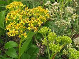 Image result for Mimulopsis runssorica