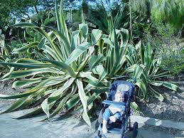 Cacti Or Not Many Succulents Look Like Cactus But Are Not On Line Guide To The Positive Identification Of Members Of The Cactus Family