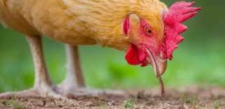 Jun 18, 2021 · jambu cincalo memiliki arti jambu enak dan manis. 17 Tafsir Mimpi Jualan Mie Ayam Pictures Sipeti