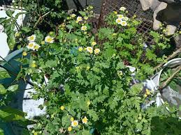 Image result for Turraea floribunda