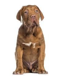 Mother and father are our family pets and can. Dogue De Bordeaux Dogs Breed Information Omlet