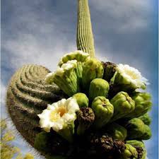 The user must specify the input elevation raster map and at least one output raster maps. Saguaro Cactus In Bloom Download Scientific Diagram