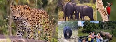 Wildlife Tours in Sri Lanka | Best of Lanka