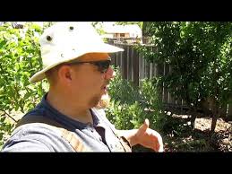 The following are some of the basic space requirements for fruit trees. Fruit Tree Spacing How Far Apart To Plant Youtube