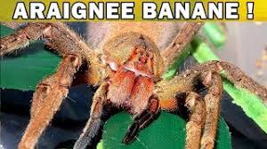 On parle de l'araignée la plus venimeuse au monde en 2011, pour l'instant indétrônée, et de la plus meurtrière, plus de cas recensés que les espèces de veuve (américaine la présentation de ses araignées comme étant les plus dangereuses du monde est avant tout une construction médiatique. L Araignee La Plus Dangereuse Du Monde L Araignee Banane Eublepharis Youtube