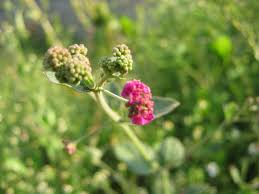 Image result for Boerhavia coccinea