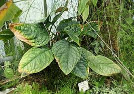 Image result for Culcasia ekongoloi