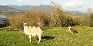 They can carry about 400 pounds and run up to 40 miles per a. 3 Hump Camel