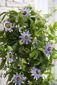Image result for Passiflora caerulea