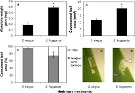 All seasons pest control, rapid city's best, most diverse exterminator of insect, rodents and nuissance wild animals. Spodoptera Frugiperda Caterpillars Suppress Herbivore Induced Volatile Emissions In Maize Springerlink