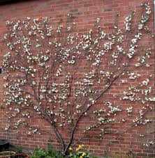 Bare root fruit trees can be found at pomona fruits. Growing Fruit On A North Wall Chris Bowers