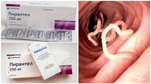 Oxyures chez l adulte causes. Les Oxyures Chez Les Adultes Symptomes Traitement Et Photo