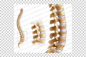 bone fracture joint osteoporosis femoral neck rheumatology osteoporosis woman pathology specialty png klipartz bone fracture joint osteoporosis