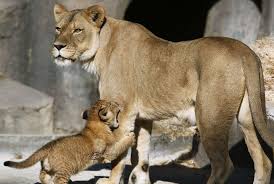S.F. Zoo introduces 2-month-old male lion cub with pride