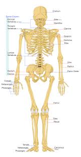The functions of the skeleton are support, shape, protection, attachments for muscles. File Human Skeleton Back En Svg Wikipedia