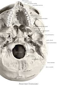 The Skull Base In Detail High Resolution 3d Anatomy Model Skull Human Anatomy Drawing Skull Anatomy