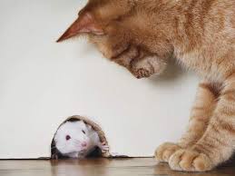 Ruyada Kedi Ile Fare Gormek Ruyandagor Com