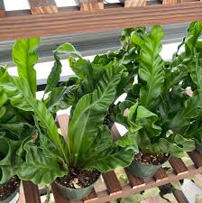 Image result for Asplenium uschiae