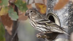 + hospitalized, and one person dead. Salmonellosis Outbreak Killing Pine Siskin Finches In California