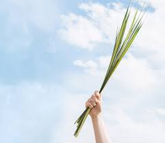 Buy palms for Palm Sunday - Palm ...