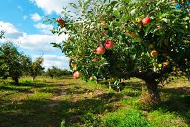 Garten anpflanzen garten hochbeet baum garten garten gestalten garten ideen obstbäume beschneiden baum schneiden obstbaumschnitt wann und wie welcher #obstbaum geschnitten werden sollte, verraten wir in unserem überblick! Apfelbaum Experten Tipps Von A Bis Z Plantura