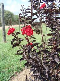 Black Diamond Crape Myrtle Comes In Five Colors Home And