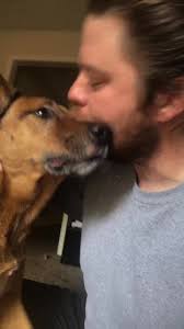 His names Zro he’s a 11 year old Belgian Malinois, Rodesian ridgeback mix  and he’s my best friend. #dogsoftiktok #goodboy #companion #loyal #kiss