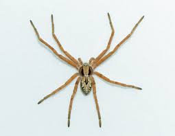 female thanatus vulgaris running crab spider in sooke