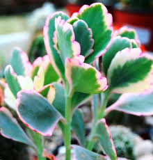 Kalanchoe Fedtschenkoi Con Imagenes Plantas Suculentas Cactus Y Suculentas Plantas Crasas