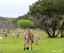 Fossil Rim Wildlife Center Glen Rose Texas Glen Rose Wildlife Blues Traveler